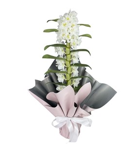 Erbaa Çiçekçi, Erbaa Çiçek Siparişi, Erbaa Çiçekçi numarası