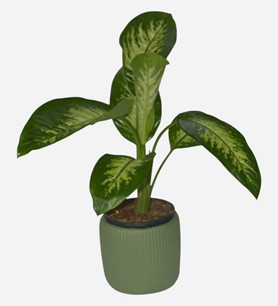 Erbaa Çiçekçi, Erbaa Çiçek Siparişi, Erbaa Çiçekçi numarası