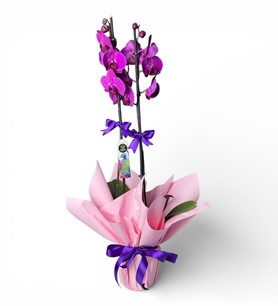 Erbaa Çiçekçi, Erbaa Çiçek Siparişi, Erbaa Çiçekçi numarası