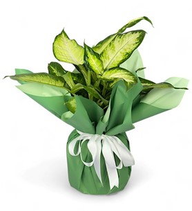 Erbaa Çiçekçi, Erbaa Çiçek Siparişi, Erbaa Çiçekçi numarası