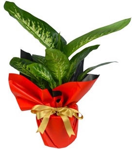 Erbaa Çiçekçi, Erbaa Çiçek Siparişi, Erbaa Çiçekçi numarası