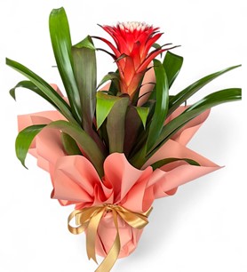 Erbaa Çiçekçi, Erbaa Çiçek Siparişi, Erbaa Çiçekçi numarası