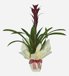 Erbaa Çiçekçi, Erbaa Çiçek Siparişi, Erbaa Çiçekçi numarası