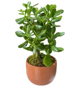 Erbaa Çiçekçi, Erbaa Çiçek Siparişi, Erbaa Çiçekçi numarası