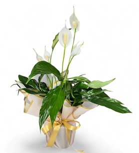 Erbaa Çiçekçi, Erbaa Çiçek Siparişi, Erbaa Çiçekçi numarası