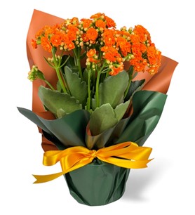 Erbaa Çiçekçi, Erbaa Çiçek Siparişi, Erbaa Çiçekçi numarası