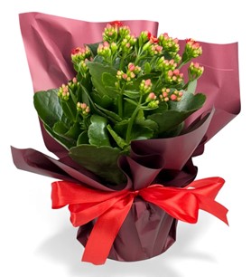 Erbaa Çiçekçi, Erbaa Çiçek Siparişi, Erbaa Çiçekçi numarası