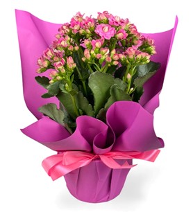 Erbaa Çiçekçi, Erbaa Çiçek Siparişi, Erbaa Çiçekçi numarası