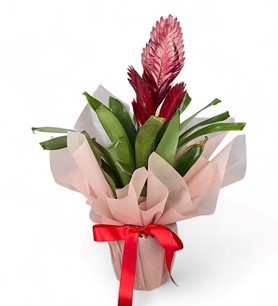 Erbaa Çiçekçi, Erbaa Çiçek Siparişi, Erbaa Çiçekçi numarası