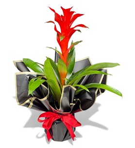 Erbaa Çiçekçi, Erbaa Çiçek Siparişi, Erbaa Çiçekçi numarası