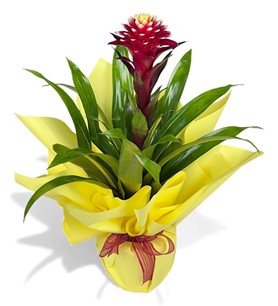 Erbaa Çiçekçi, Erbaa Çiçek Siparişi, Erbaa Çiçekçi numarası