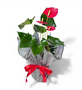 Erbaa Çiçekçi, Erbaa Çiçek Siparişi, Erbaa Çiçekçi numarası