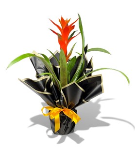 Erbaa Çiçekçi, Erbaa Çiçek Siparişi, Erbaa Çiçekçi numarası