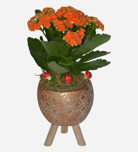 Erbaa Çiçekçi, Erbaa Çiçek Siparişi, Erbaa Çiçekçi numarası